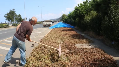 Karadeniz Sahil Yolu'ndaki kaldırımlarda fındık kurutma mesaisi başladı