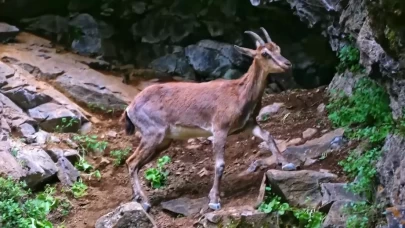 Erzincan’da yaban keçileri havadan görüntülendi