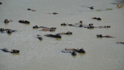 Muş Ovası'nda otlatılan büyükbaş hayvanlar nehirde serinliyor