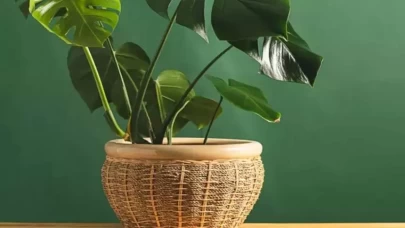 Bitkileriniz neden soluyor? Toprak ve saksı seçiminde yapılan hatalar