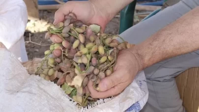 Aşırı sıcaklar yeşil altını yaktı!