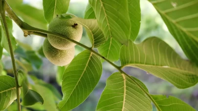 Sivilceyi azaltan ve cildi parlatan bitkisel yöntem