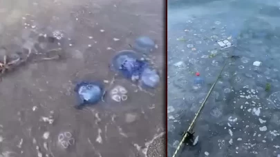 Mavi denizanaları Gemlik sahilini sardı