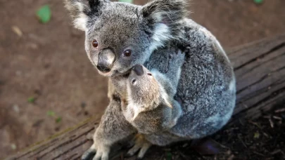 Koala Ebeveynlik nedir? Şefkatin ve bağ kurmanın yeni adı