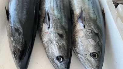 Torik balığı nasıl ayıklanır ve nasıl pişirilir?