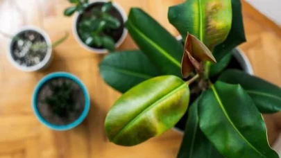 Evde kolay yetişen 5 bitki: Yeşilliklerle evinizi canlandırın