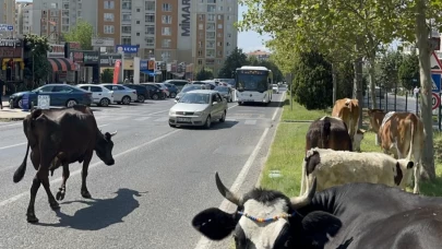 Çiftlikten firar eden inek sürüsü şehir merkezine indi