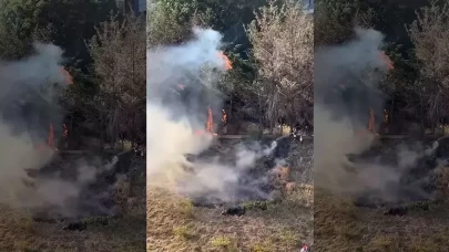 Kağıthane’de korku dolu anlar! Sokak arasındaki ağaçlık alan alev alev yandı