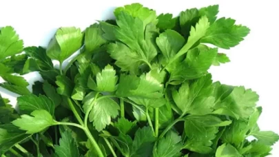Maydanozunuz hızla soluyor mu? İşte çaresi