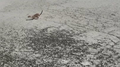 Kars'ta koruma altındaki gelincik caddede görüntülendi