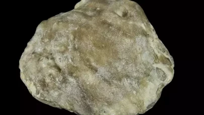 Avustralya'da 100 milyon yıllık fosil inci bulundu