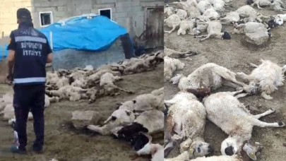 Van'da kurtlar ahıra saldırdı, bir sürü yok oldu