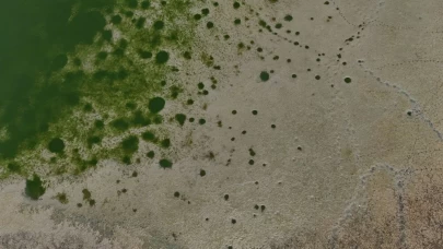 Metropolün gölgesinde sessiz çığlık: Balıklar yaşam savaşı veriyor