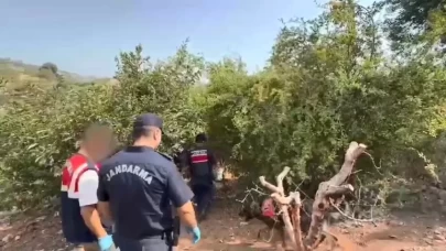 Bahçesini kenevir tarlasına çeviren şüpheli tutuklandı