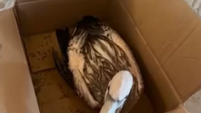 Antalya'da denizde yaralı flamingo kurtarıldı