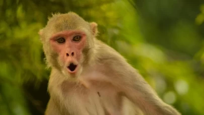 Makak beyni bilgisayara ilham oldu