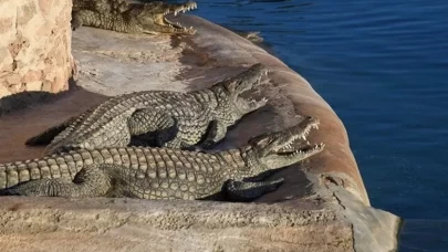 İşgal altındaki Batı Şeria'da timsah skandalı