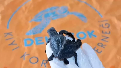 Türkiye'nin ilk canlı siyam ikizi caretta yavruları