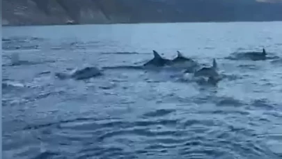 Tekirdağ'da balıkçı teknesine eşlik eden yunuslar görüntülendi