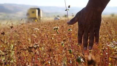 Gümüşhane'de karabuğday hasadı başladı