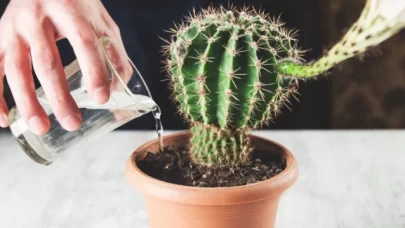 Sukulent ve kaktüs bakımı rehberi