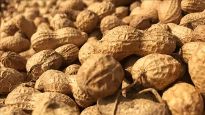 Yer fıstığına alerjiniz mi var? İşte tüketebileceğiniz alternatif kuruyemişler