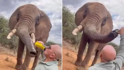 Kenya'da bir turist filin hortumuna alkol döktü!