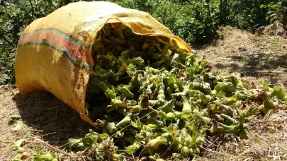 Sıcak hava fındığı da kavurdu