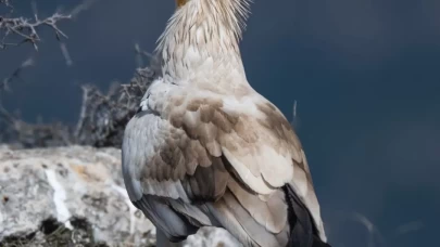 Gökyüzünün sessiz yolcusu: Küçük akbaba