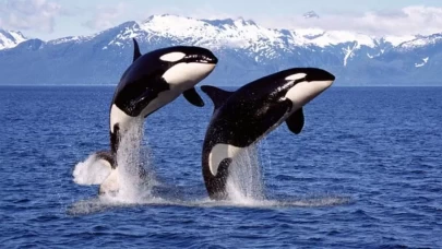 Rüyada Balina Görmek Ne Anlama Gelir? İşte Detaylı Yorumlar