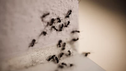 Karıncaları öldürmeden kaçırmanın tek yöntemi!