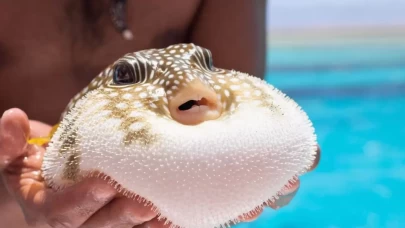 Balon balığı avına destek!