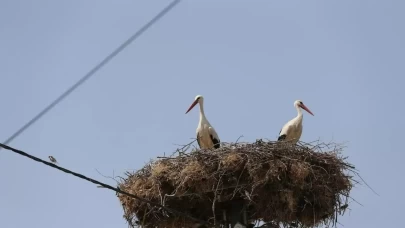 Yaren leyleğin yavruları göç yolculuğuna başladı