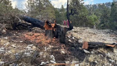 Ağaca düşen yıldırım yangına neden oldu
