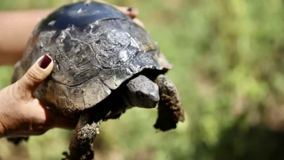 Ahşap ustası kaplumbağayı "onardı"