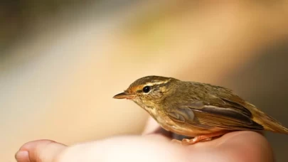 Rüyada Kuş Görmek Ne Anlama Gelir? İşte Detaylı Yorumlar
