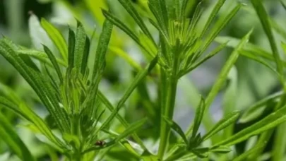 Günde 2 bardak yeterli! Doğal ödem atıcı çay