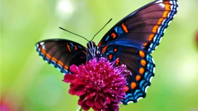 Rüyada Kelebek Görmek Ne Anlama Gelir? İşte Detaylı Tabiri