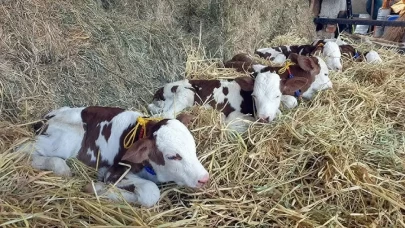 Rüyada İneğin İkiz Doğurduğunu Görmek Ne Anlama Gelir? İşte Detaylı Tabiri