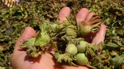 Fındıkta patoz mesaisi başladı