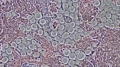 Laboratuvarda ilk canlı insan derisi geliştirildi