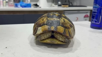 Kaplumbağa o günden beri kabuğundan çıkmıyor