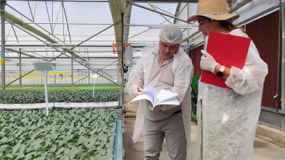 Salihli’de kışlık fideler kontrolden geçiyor