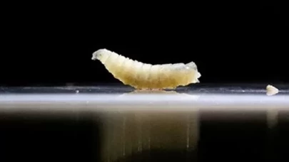 Et yiyen kurtçuk vakaları kontrolden çıkıyor