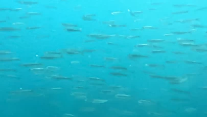 Dünyanın en büyük sodalı gölünde inci kefallerinin sualtı şöleni