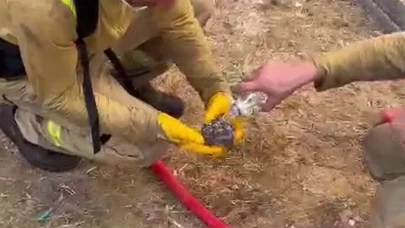 Yangından kurtarılan yaralı kirpiye orman işçileri su içirdi