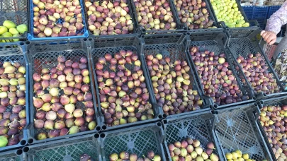 Balıkesir incir de Aydın’a rakip oldu