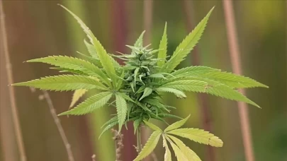 Kenevir hangi tedavilerde kullanılacak? Bakan Memişoğlu 15 farklı hastalık sıraladı...