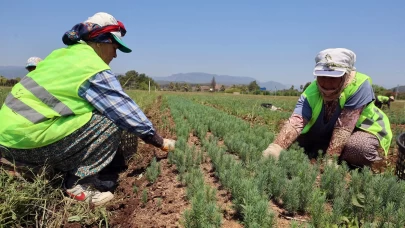 Yanan sahaların fidanları hazır!