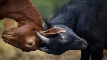 Yangınla mücadelede yeni yöntem!